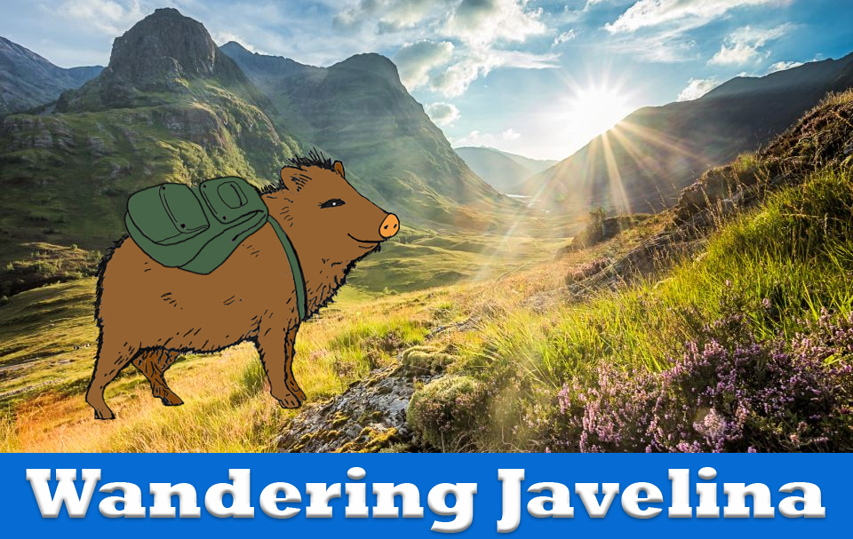scotland javelina